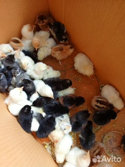 Цыплята суточные