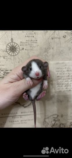 Крысята Дамбо много окрасов.Доставка