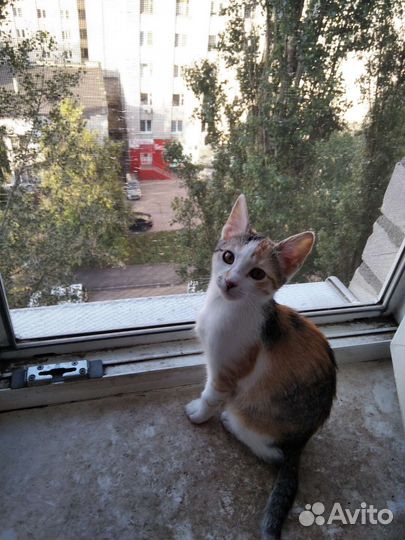 Кошка в дар