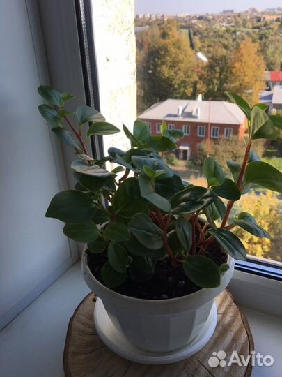 Переромия головатая