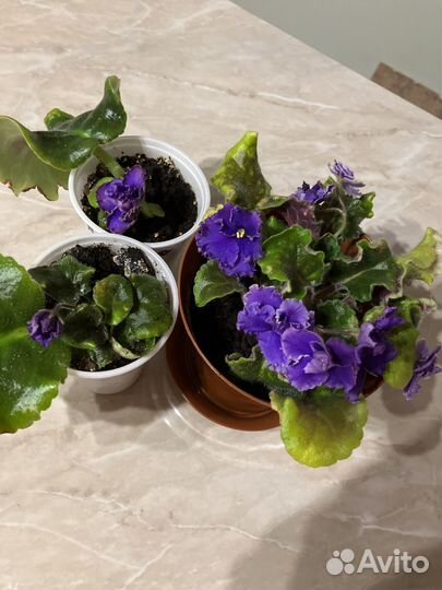 Продам фиалки