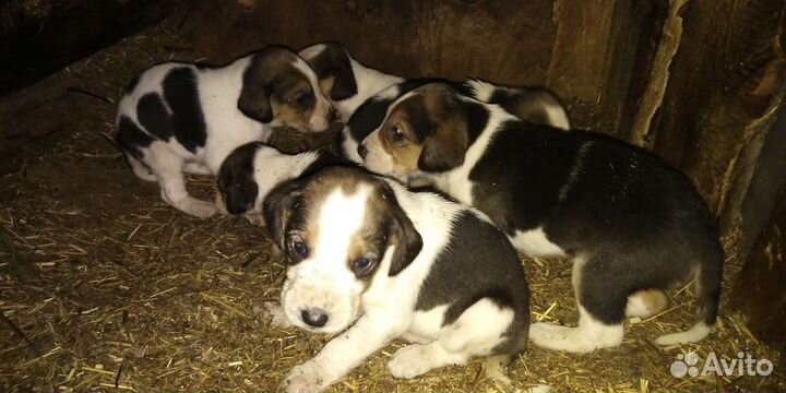Щенки русской пегой гончей от рабочих родителей