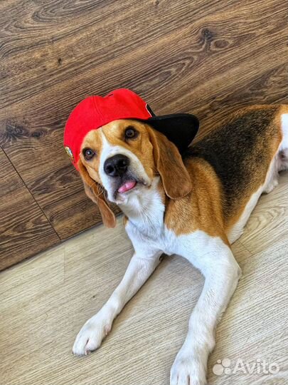 Бигль Вязка