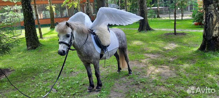 Животные на мероприятия лошади,пони,кареты,сани