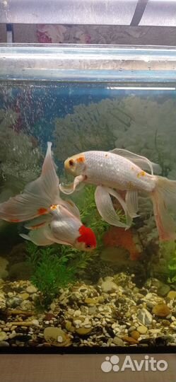 Аквариум с рыбками
