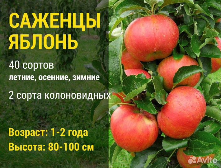 Саженцы Яблонь. Более 40 сортов. Закрытая корневая