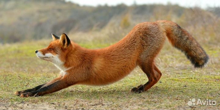 Охота и рыбалка с сопровождением 