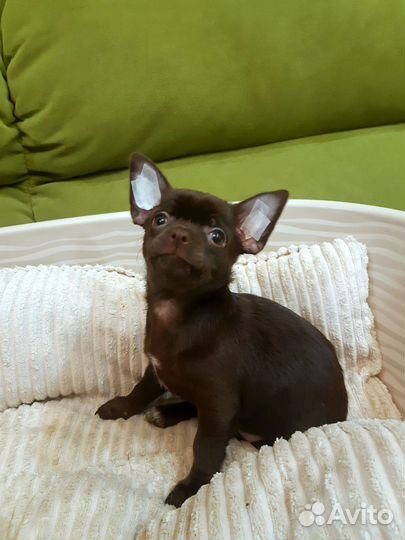 Шоколадные девочки Чихуа