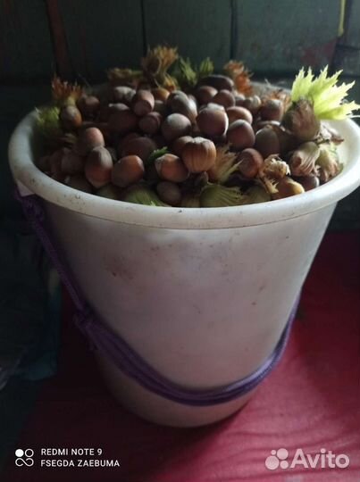 Фундук саженцы (лещина)