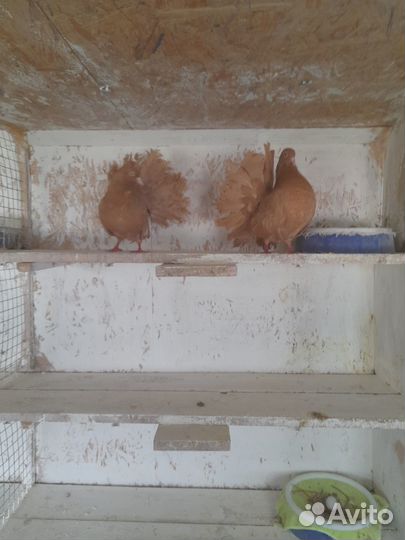 Голуби павлины