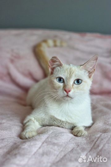 Кошка в добрые руки