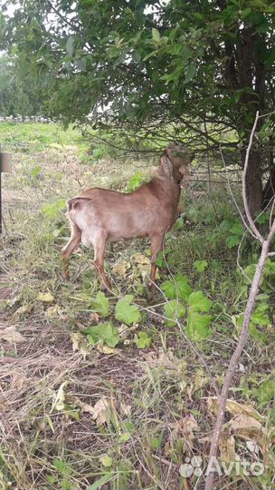 Нубийский козёл