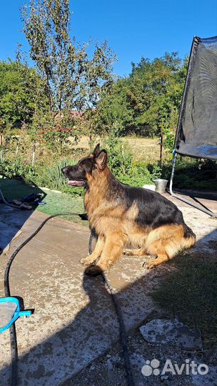 Немецкая овчарка вязка кобель