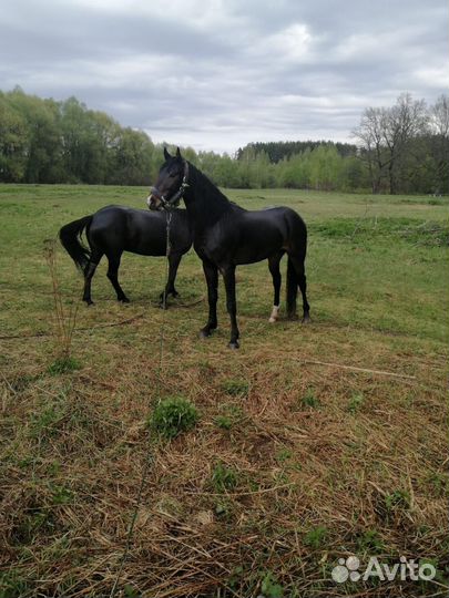 Лошадь рысак