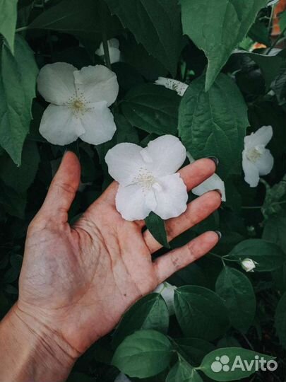 Жасмин садовый (чубушник)