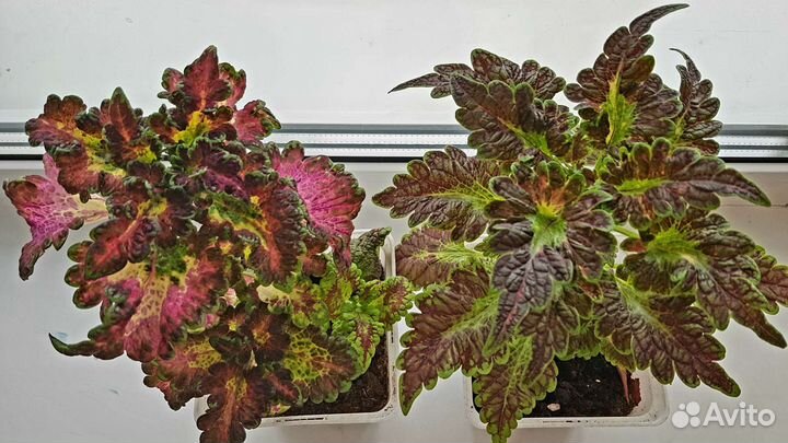 Колеусы вегетативные