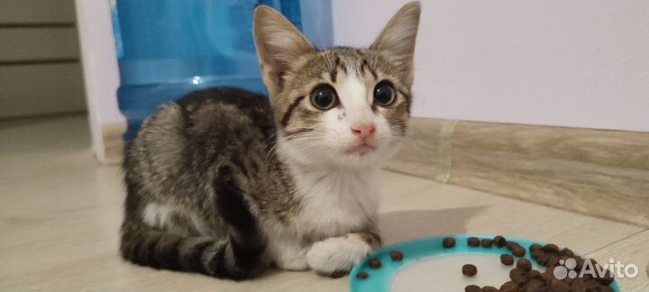 Котёнок ищет любящего хозяина