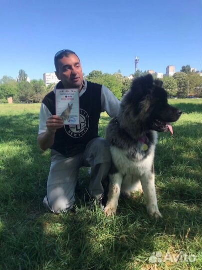 Дрессировка собак индивидуально и в группе