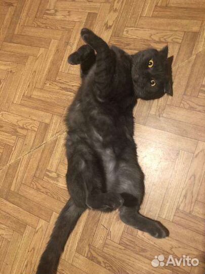 Шотландский кот