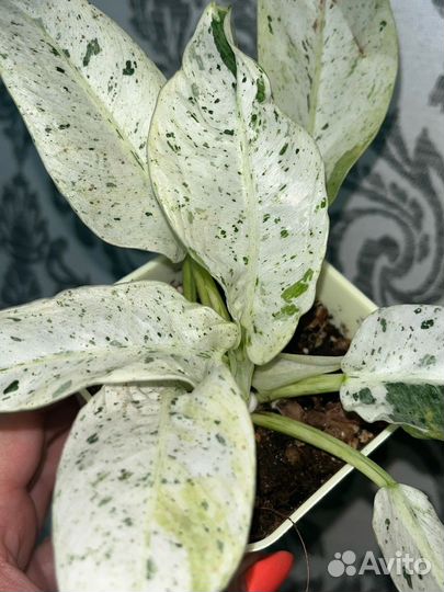 Филодендрон orlando