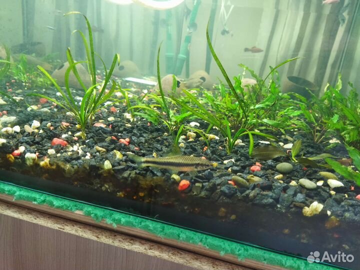 Аквариум
