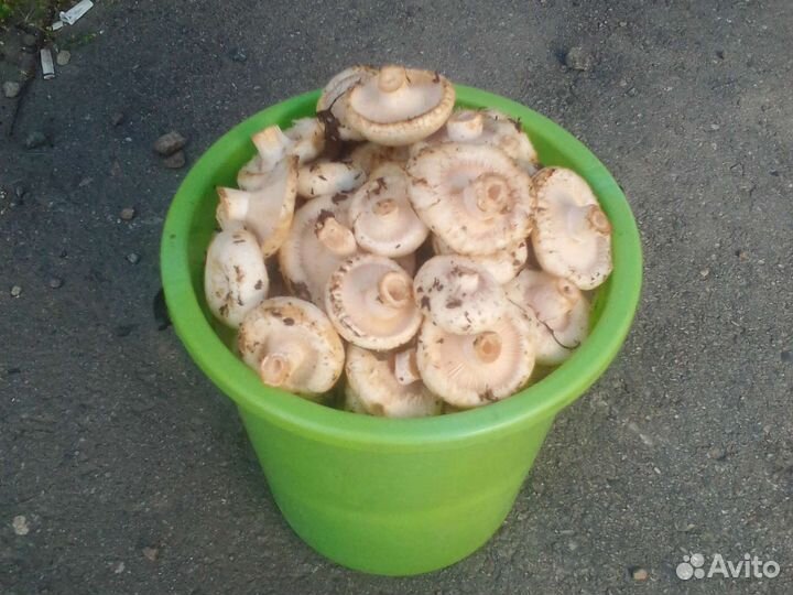 Грузди сырые свежие