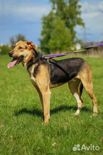 Собака с детства в приюте, спасите