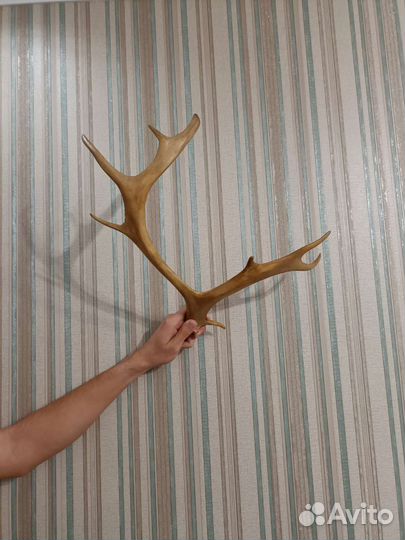 Рога оленя
