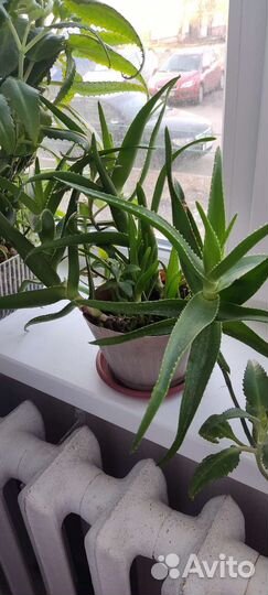 Каланхоэ, алоэ