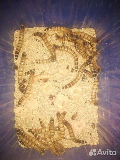 Живые насекомые (сверчки, тараканы, зоофобас)