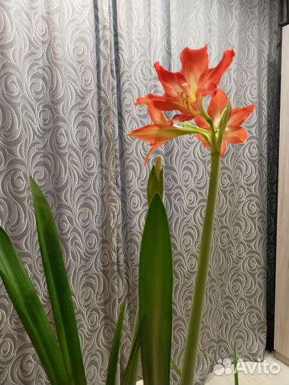 Гиппеаструм амариллис луковицы