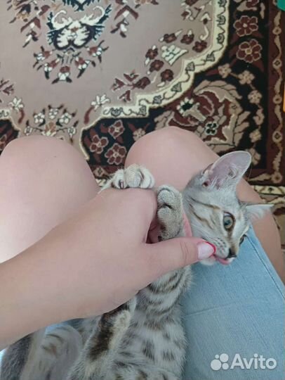 Кошечка 3 месяца