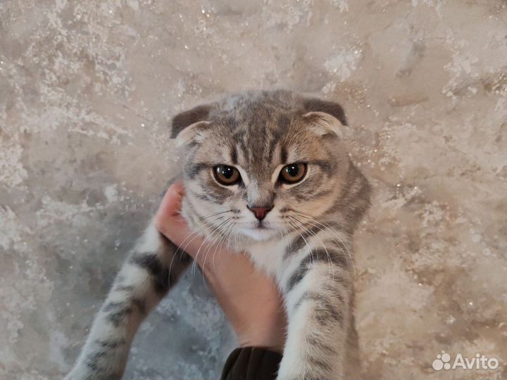 Шотландская вислоухая