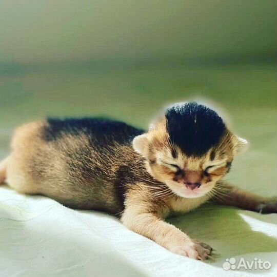 Абиссинская