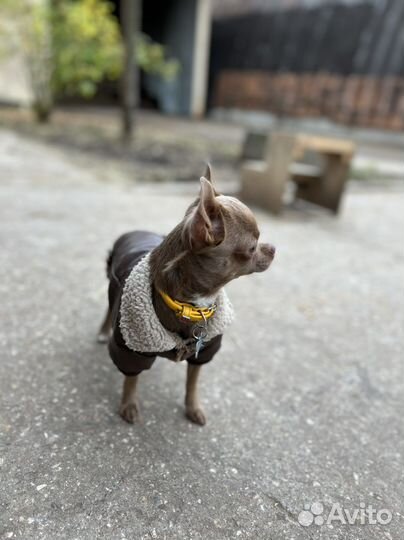 Вязка мини кобель лиловый ген Чихуахуа