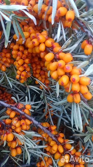 Облепиха с дачи