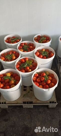 Соленые помидоры