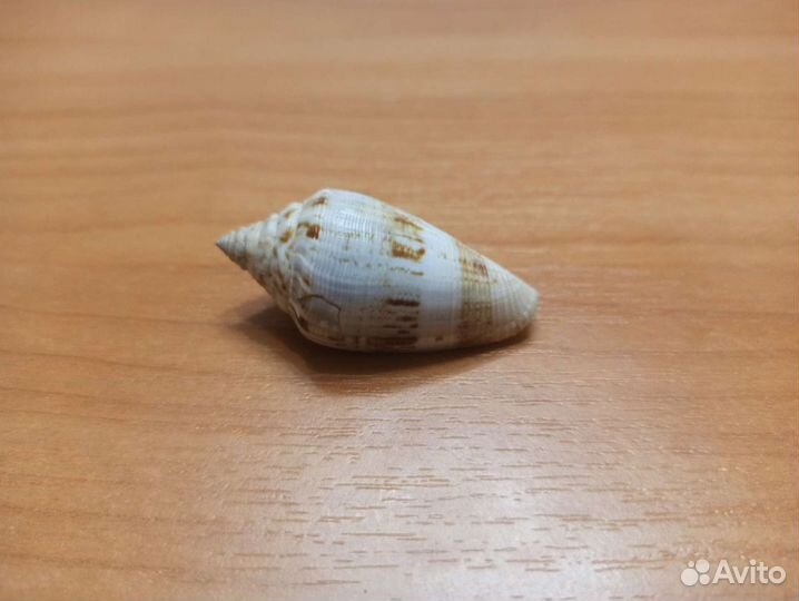 Морская раковина