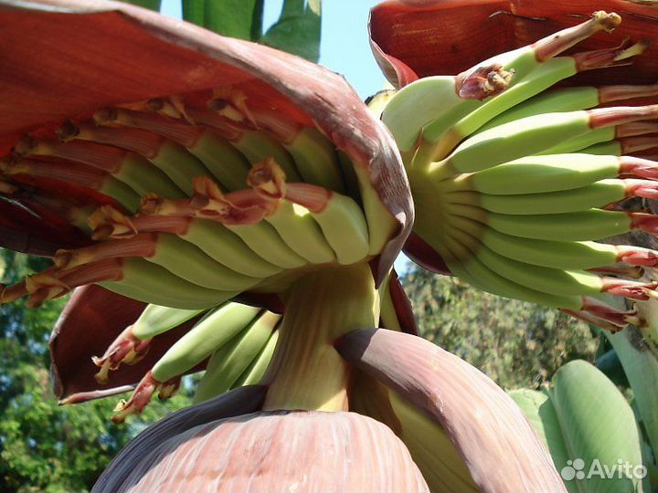 Бананы декоративные и съедобные и большие цветущие