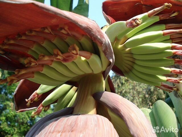 Бананы декоративные и съедобные и большие цветущие