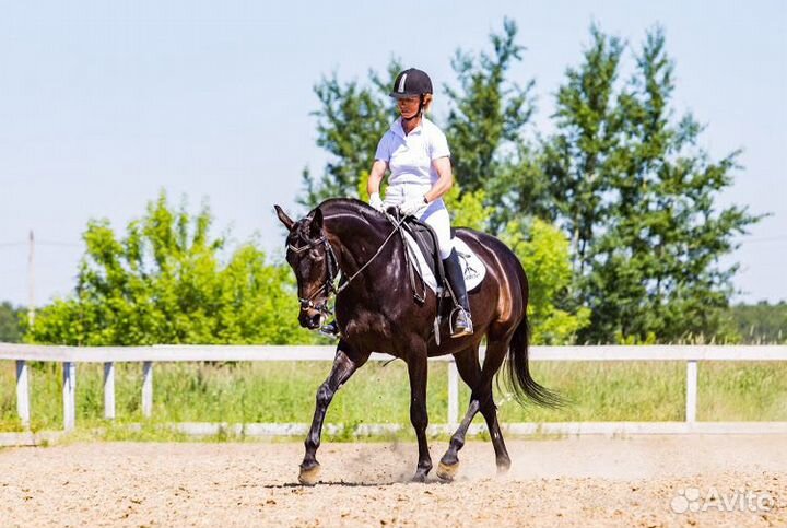 Предлагается к продаже кобыла Хельха, 2015 года ро
