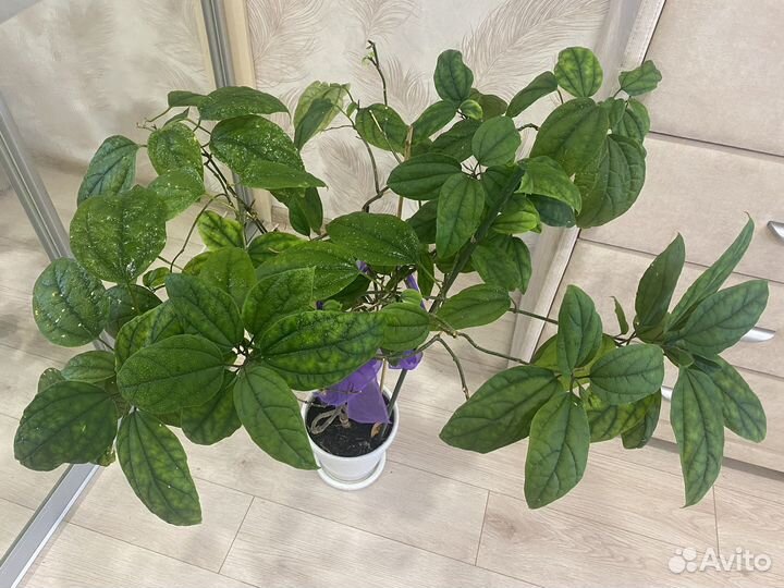 Комнатные цветы фикус