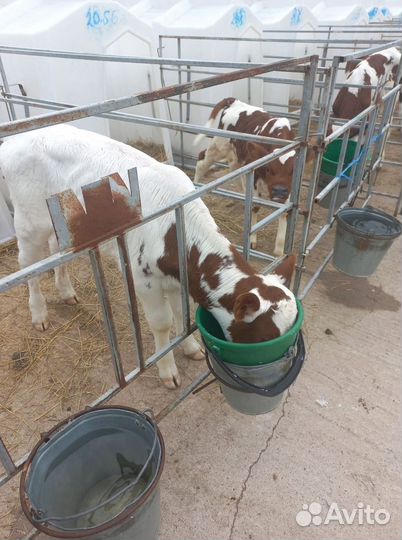 Телята бычки