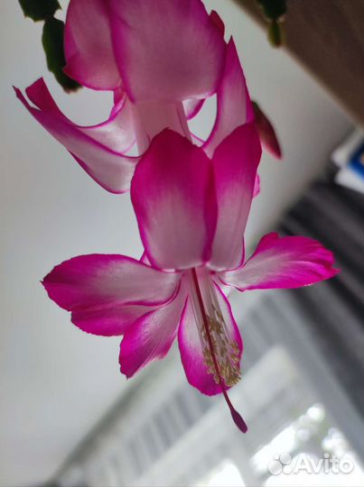 Декабрист шлюмбергера