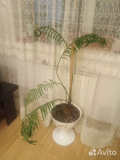Цикос