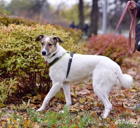 Хозяева выбросили щенка на улицу