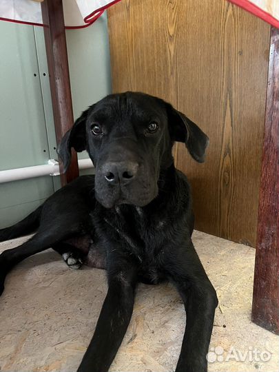 Щенки лабрадора