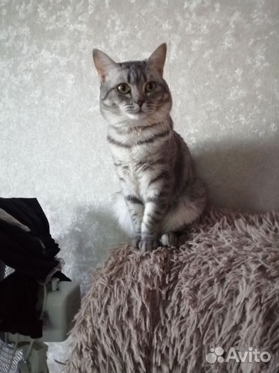 Потеряшки кошки