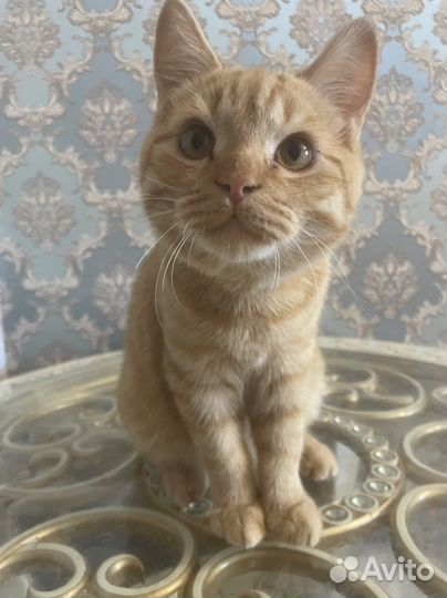 Кот Шотландец