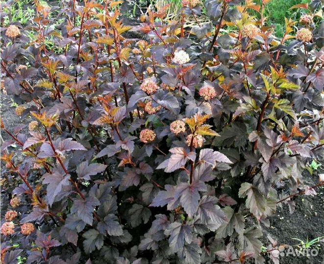 Пузыреплодник калинолистный